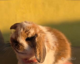 Coniglio ariete cucciolo