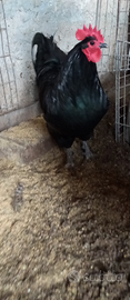 Australorp