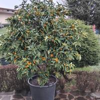 PIANTA  DI KUMQUAT(MANDARINO GIAPPONESE)