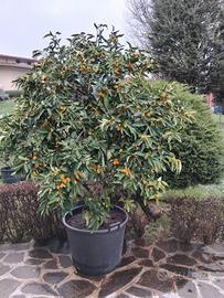 PIANTA  DI KUMQUAT(MANDARINO GIAPPONESE)