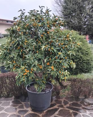 PIANTA  DI KUMQUAT(MANDARINO GIAPPONESE)