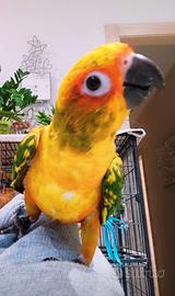 Conuro del sole
