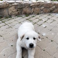 Cuccioli malamute meticci
