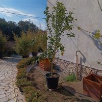 LIMOÑI DI SORRENTO ALTI 2 METRI