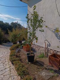 LIMOÑI DI SORRENTO ALTI 2 METRI