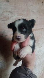 Cuccioli border collie