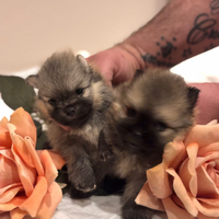 Cuccioli di Spitz