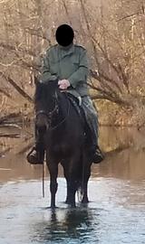 Cavallo Quarter horse