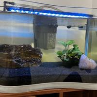 Acquario con accessori