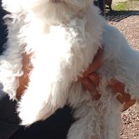 Cane maltese