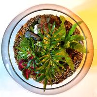 Terrario di piante tropicali