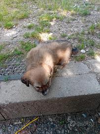 Cuccioli cagnolini