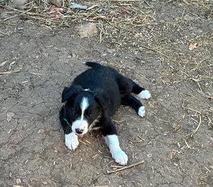 Cuccioli di Border collie