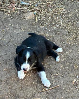 Cuccioli di Border collie