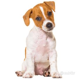 Cucciole di jack russel terrier