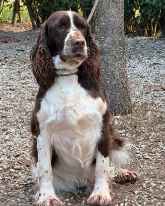 Cucciolo Springer Spaniel Inglese