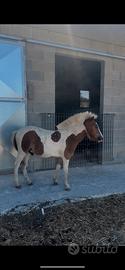 Pony maschio