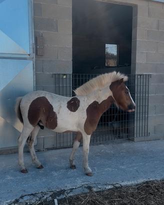 Pony maschio