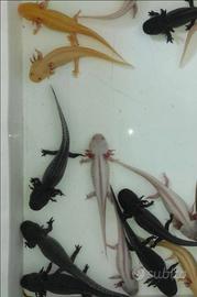 Axolotl