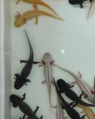 Axolotl