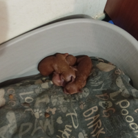 Barboncino rosso toy