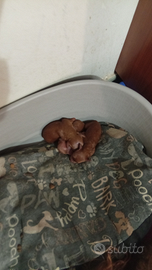 Barboncino rosso toy