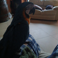 Ara arauna già svezzato