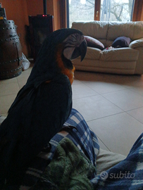 Ara arauna già svezzato