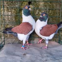 Triganini modenesi gazzi