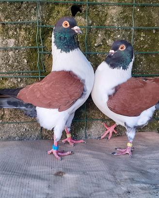 Triganini modenesi gazzi