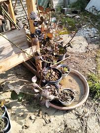 piantine di more senza spine