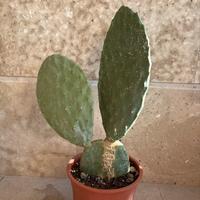 Fico d’India in vaso