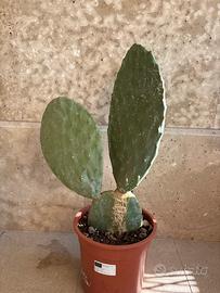 Fico d’India in vaso