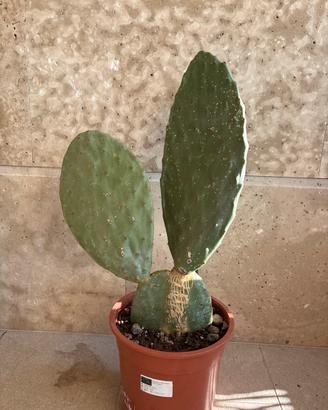 Fico d’India in vaso