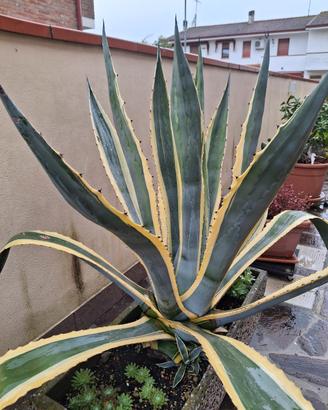 Agave americana 