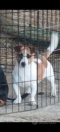 Cucciolo di jack russel