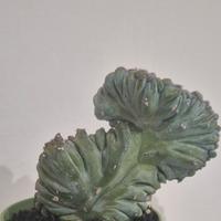 pianta grassa cactus 