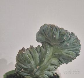 pianta grassa cactus 