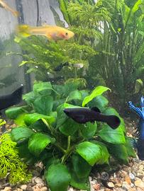 Black molly pesci tropicali acqua dolce