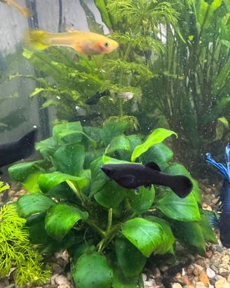 Black molly pesci tropicali acqua dolce