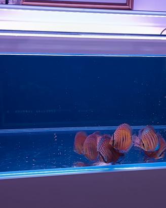 Acquario