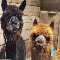 Coppia alpaca