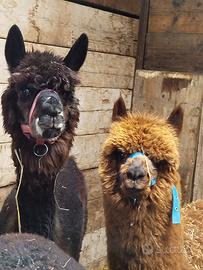 Coppia alpaca