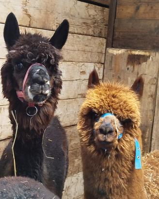 Coppia alpaca