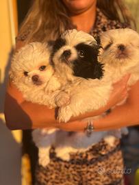 2 cuccioli femmine pechinese