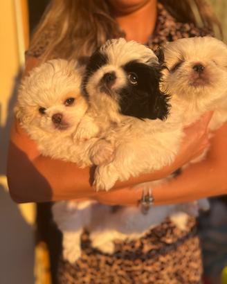 2 cuccioli femmine pechinese