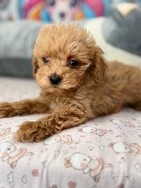 MALTIPOO & MALTIPO CUCCIOLI ALBICOCCA disponibili