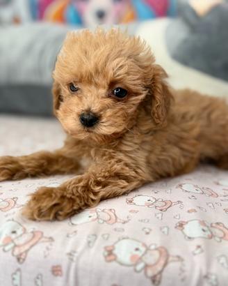 MALTIPOO & MALTIPO CUCCIOLI ALBICOCCA disponibili