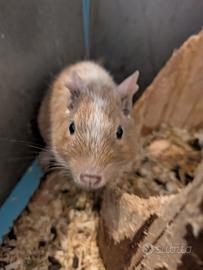 Degu del cile - roditori