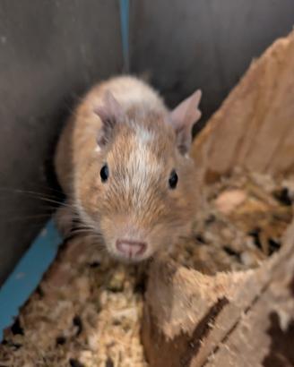 Degu del cile - roditori